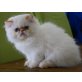 Perser - Kater