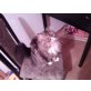 Perser - Kater