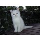 Perser - Kater