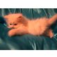 Perser - Kater