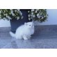Perser - Kater