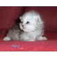 Perser - Kater