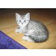 Perser - Kater