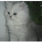 Perser - Kater