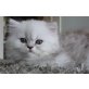 Perser - Kater