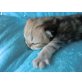 Perser - Kater