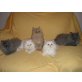 Perser - Kater