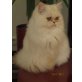 Perser - Kater