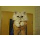 Perser - Kater