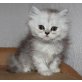 Perser - Kater