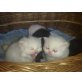 Perser - Kater
