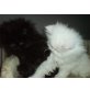 Perser - Kater