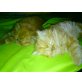 Perser - Kater