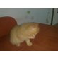 Perser - Kater