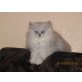 Perser - Kater