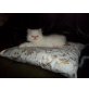 Perser - Kater