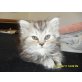 Perser - Kater