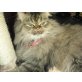 Perser - Kater