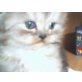 Perser - Kater