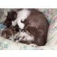 Perser - Kater