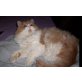 Perser - Kater