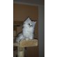 Perser - Kater