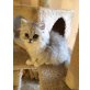 Perser - Kater