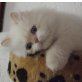 Perser - Kater