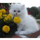 Perser - Kater