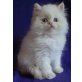 Perser - Kater