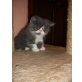 Perser - Kater