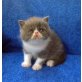 Perser - Kater
