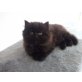 Perser - Kater