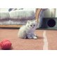 Perser - Kater