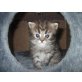 Perser - Kater