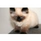 Perser - Kater