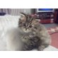 Perser - Kater