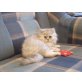 Perser - Kater