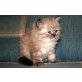 Perser - Kater
