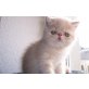 Perser - Kater
