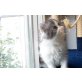 Perser - Kater