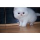 Perser - Kater