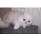 Perser - Kater