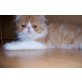 Perser - Kater