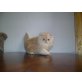 Perser - Kater