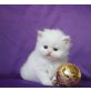 Perser - Kater