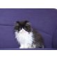 Perser - Kater
