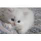 Perser - Kater