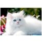 Perser - Kater