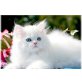Perser - Kater